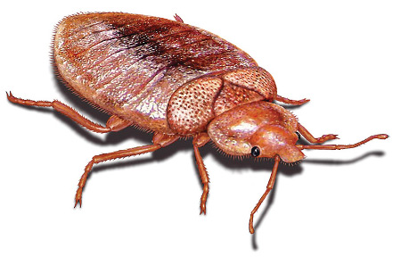 Bed Bugs Control Services