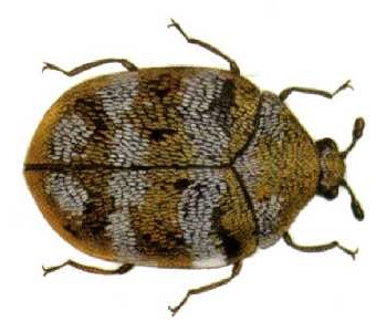 Carpet Beetles