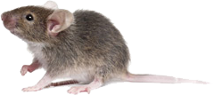 Mice Pest Control